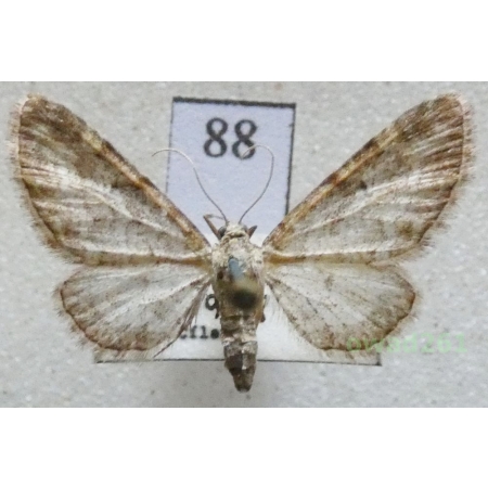 Eupithecia subumbrata (Denis & Schiffermüller, 1775) Czech88